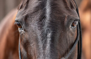 Meet the Ponies of the Diamond Jubilee Season