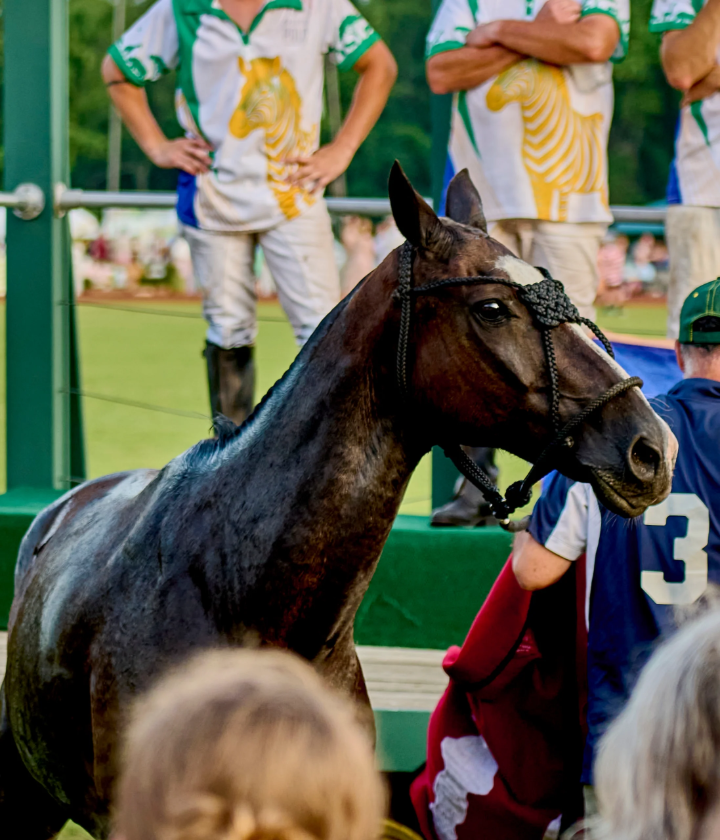 Batman, Best Playing Pony at USA vs South Africa, August 8, 2026