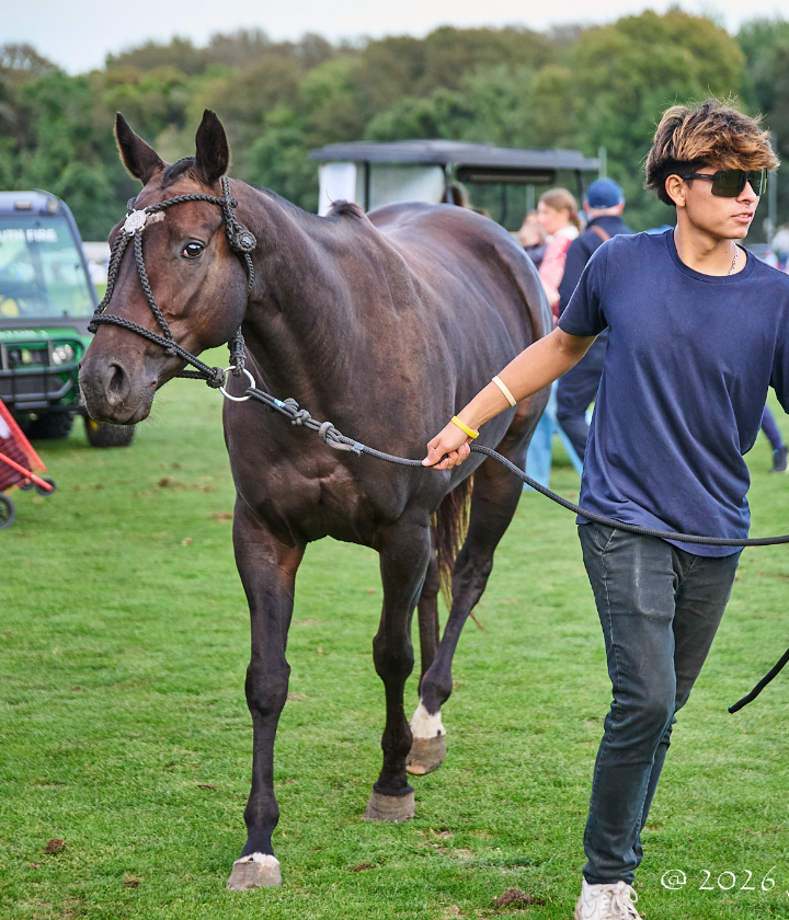 Narcissa, Best Playing Pony at USA vs Switzerland, September 19, 2026